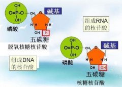 植物调节剂，作物所需营养——“核苷酸”肥的功效作用