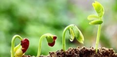 十佳生物菌肥排名，排名前十的微生物菌肥，菌肥厂家