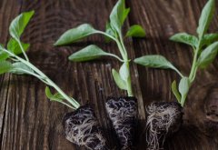 生物菌肥厂家,生物菌肥的作用和功效,五易生菌肥