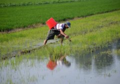 听说蔬菜吃醋可以增产？五易生矿源黄腐酸钾表示赞同！