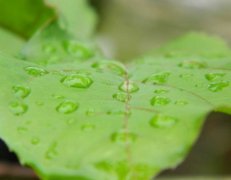 苹果冰雹灾害的防控技术,黄腐酸钾冲施肥