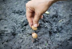 微生物肥料的种类,微生物肥料名词解释,微生物菌肥生产厂家